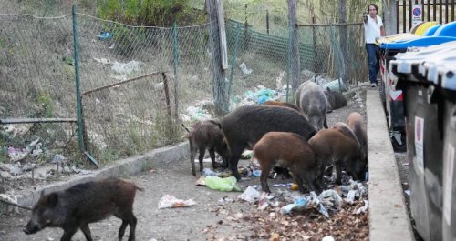 Rome Has Just Been Invaded By Wild Boars And They’ve All But Taken Over The City