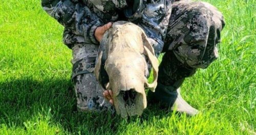 West Virginia Man Finds 11,000-Year-Old Sloth Skull While Hunting Turkeys