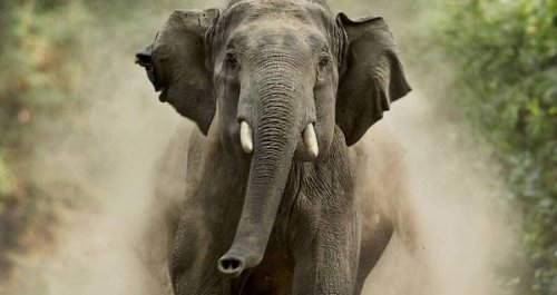 Wild Elephant Tramples Woman To Death In India — Then Returns To Her Funeral To Attack Her Corpse