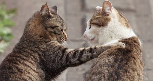 Cats Can Learn Each Others’ Names And Those Of Their Owners, Study Says