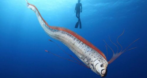 Meet The Oarfish, The Sea-Serpent-Like Creature That Can Grow To Be Longer Than A School Bus