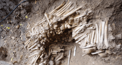 Wall Built With Human Bones Discovered Underneath A Cathedral In Belgium