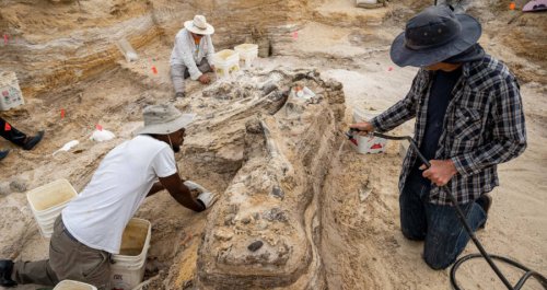 Paleontologists Just Unearthed A Nearly 6-Million-Year-Old ‘Elephant Graveyard’ In Florida