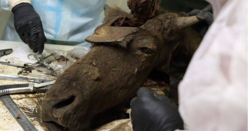 This Prehistoric Bison Found Frozen In Siberia Is So Well-Preserved That Scientists Think They Can Clone It