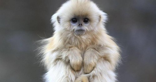 Meet The Golden Snub-Nosed Monkey — The Beautiful But Endangered Blue