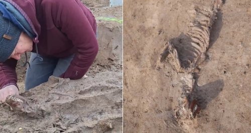 Archaeologists In Belgium Just Unearthed The Shockingly Well-Preserved Remains Of An Ancient Roman Dog