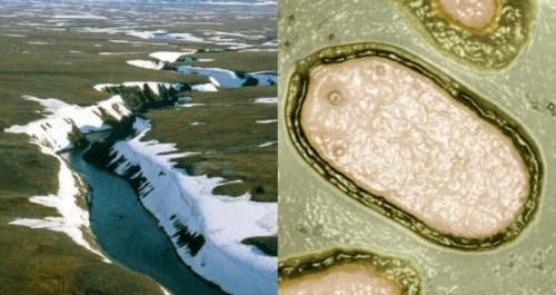 Scientists Just Revived A 48,500-Year-Old 'Zombie Virus' From The Siberian Permafrost