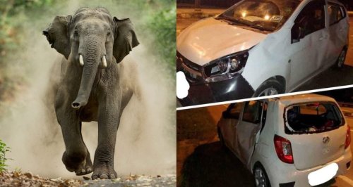 Elephant Herd In Malaysia Tramples The Car That Ran Over One Of Their Calves