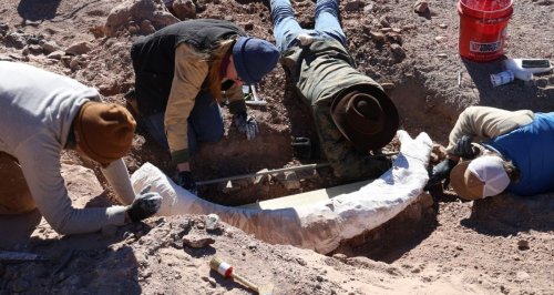 Deer Hunter Stumbles Upon A ‘Very Rare’ Mammoth Tusk On A Ranch In West Texas