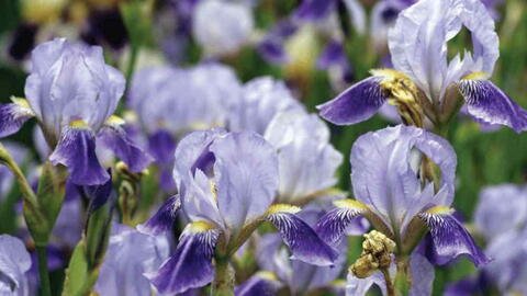 Irises