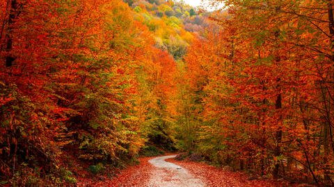 Why Do Leaves Change Color in the Fall?