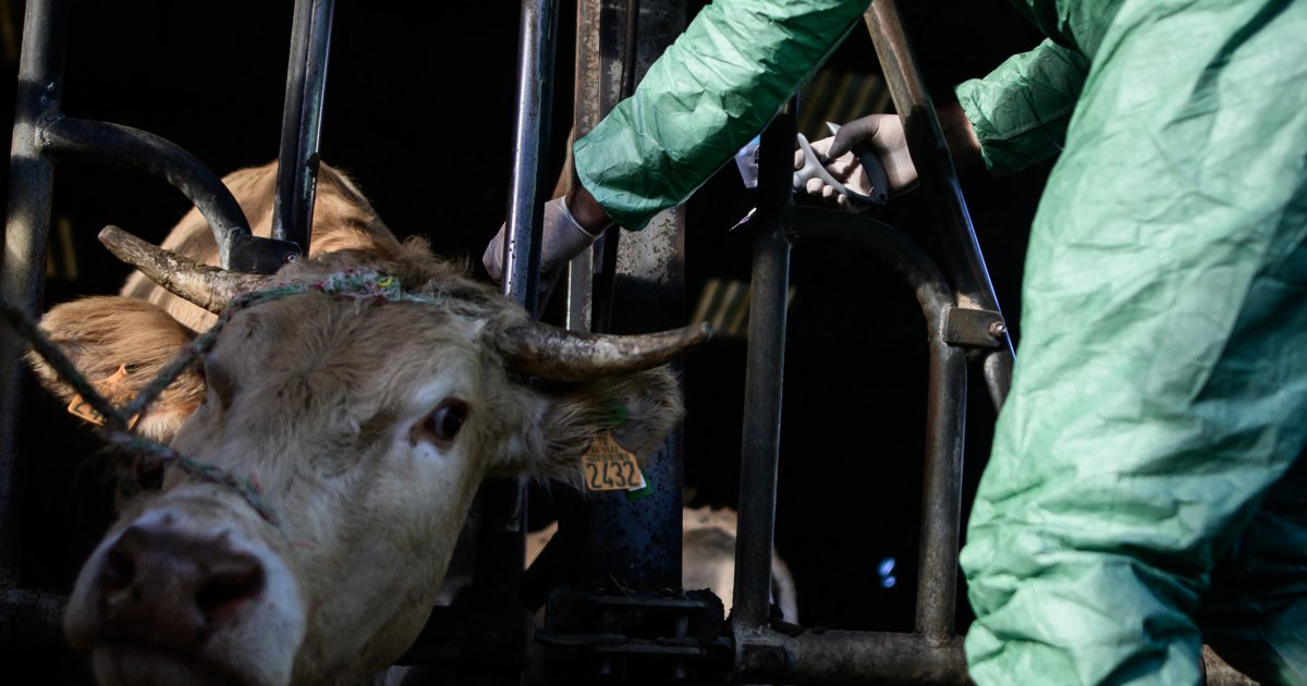 Dermatose nodulaire : existe-t-il des alternatives à l’abattage ?