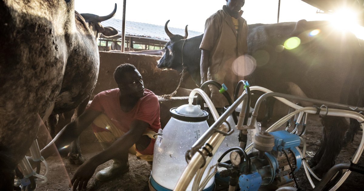 En Afrique de l’Ouest, la poudre importée concurrence le lait local
