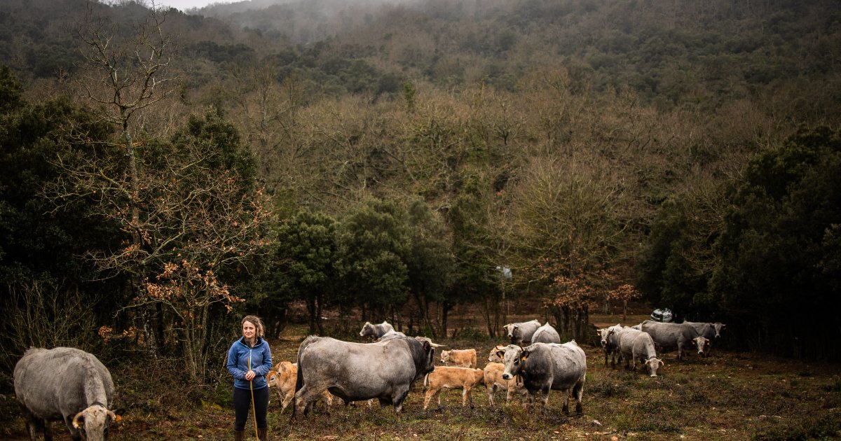 La loi d’orientation agricole, une victoire pour la droite dure, une défaite pour l’environnement