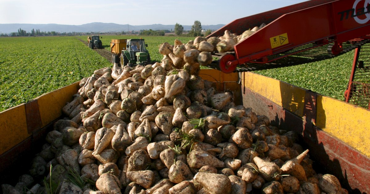 L’agriculture industrielle française toujours accro au phosphore marocain