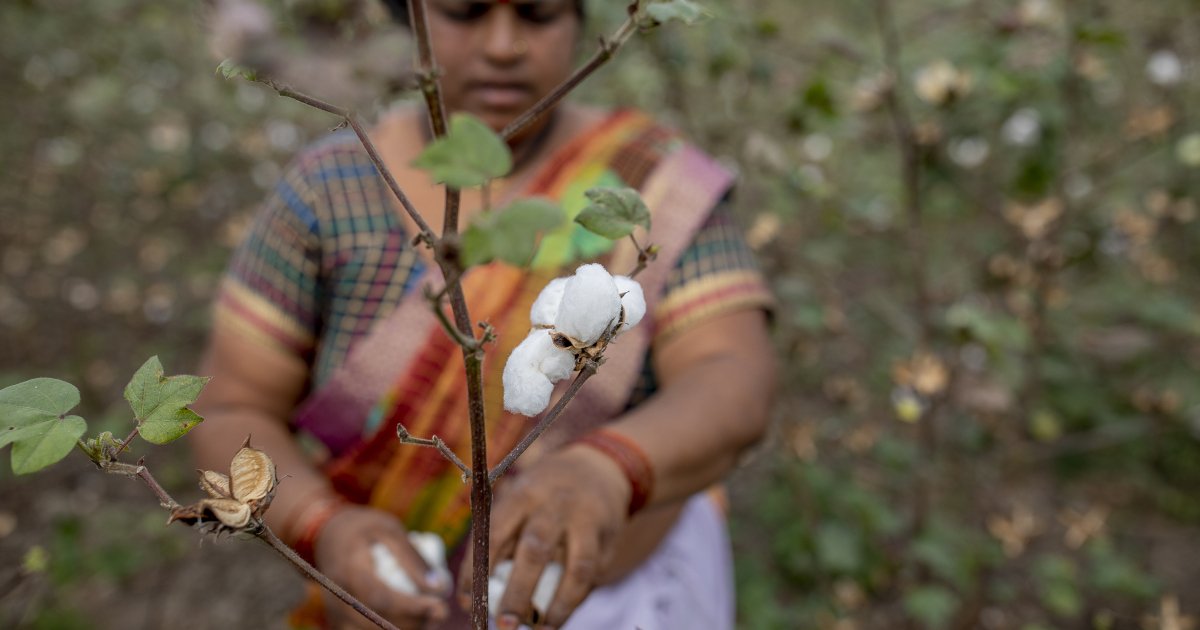 Coton équitable : moisson de labels mais récoltes encore maigres