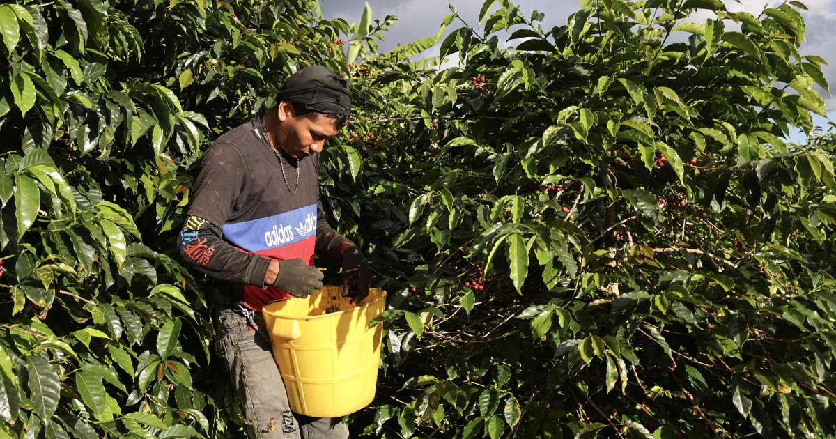 Cacao, café, bananes… le vrai coût écologique et humain des produits agricoles importés