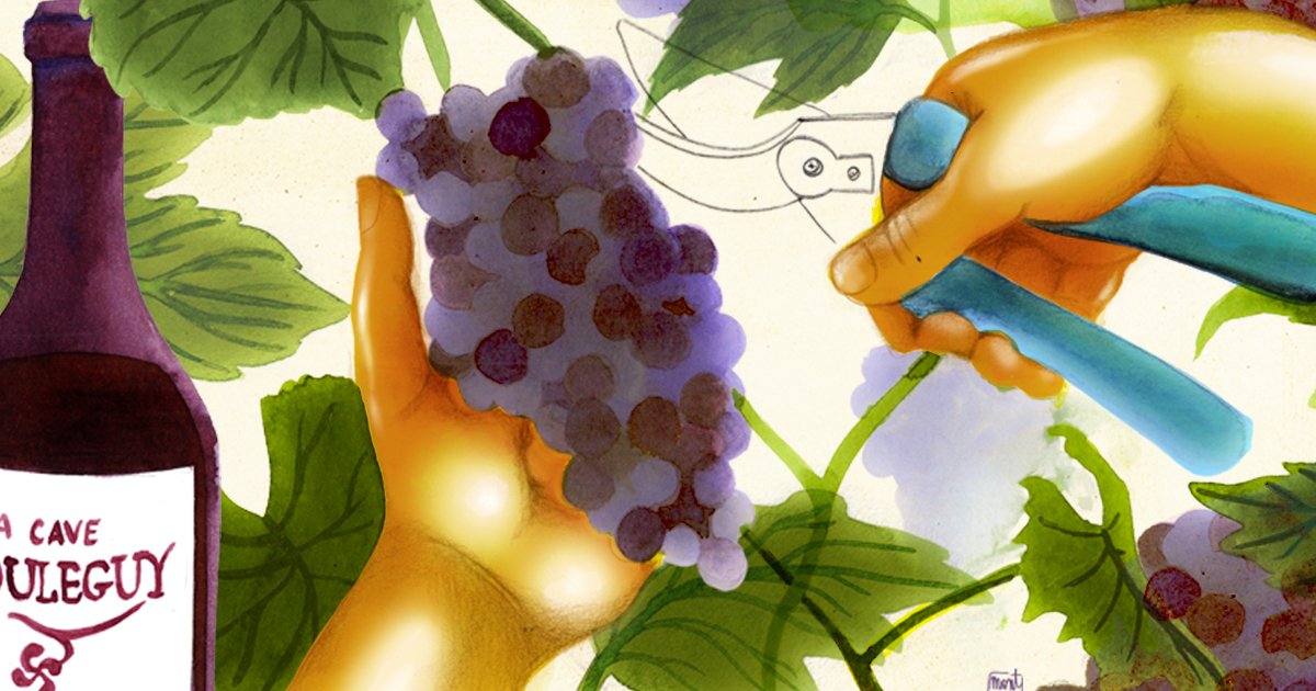 Mieux rémunérer le travail et moins la quantité de raisin : le pari d’une coopérative viticole basque