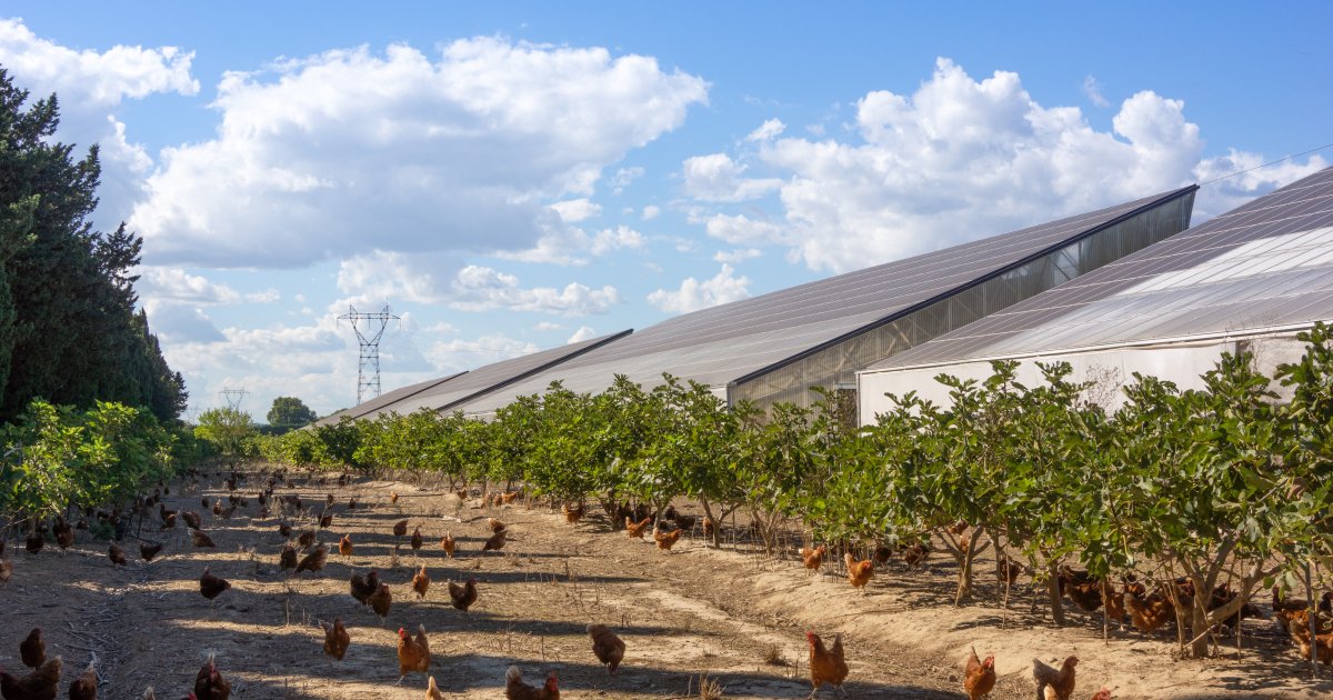 Les mauvais procès faits à l’agrivoltaïsme