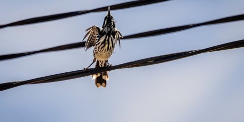 'Really violent': 'Exploding' bird deaths plague Bay Area town