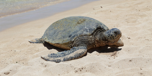 Kia 'saves' sea turtles in blatant — and lame — greenwashing commercial