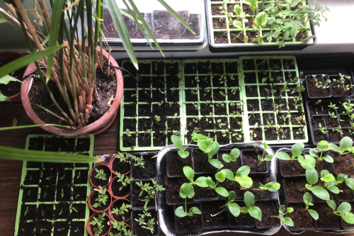 Growing an organic garden from seed - Amateur Gardening