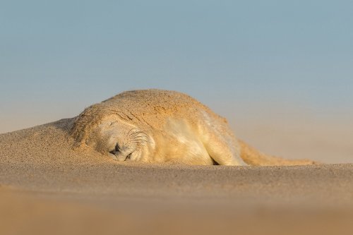How to take award-winning wildlife shots - Amateur Photographer