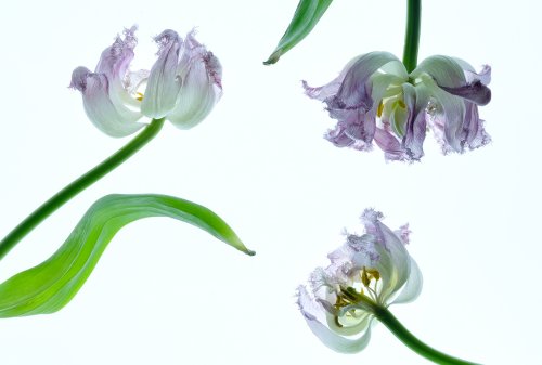 30 ways to photograph a bouquet of flowers - Amateur Photographer