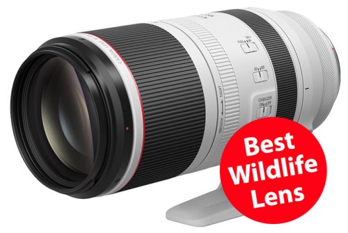 Best Lenses for Wildlife Photography in 2022