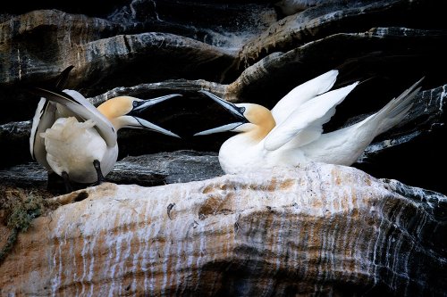 Birds of the Shetland Islands with Tom Dyring and Brydon Thomason - Amateur Photographer