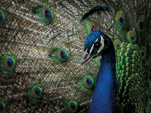 Improve your focus skills for sharper images - Amateur Photographer