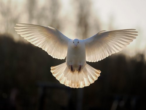Why the OM System Olympus OM-1 is great for bird photography