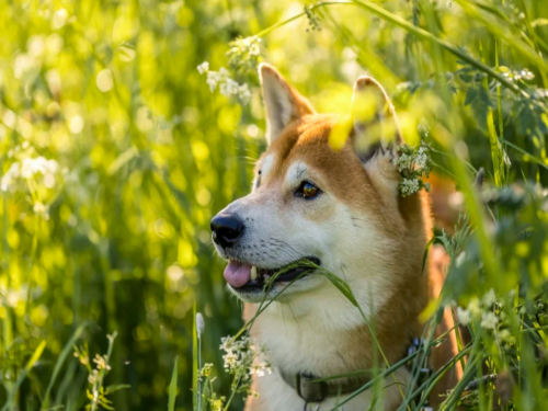 Shiba Inu HODLers expecting a rally 