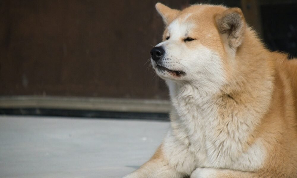 DOGE and Shiba Inu: Identifying why more companies are accepting ‘dog coins’