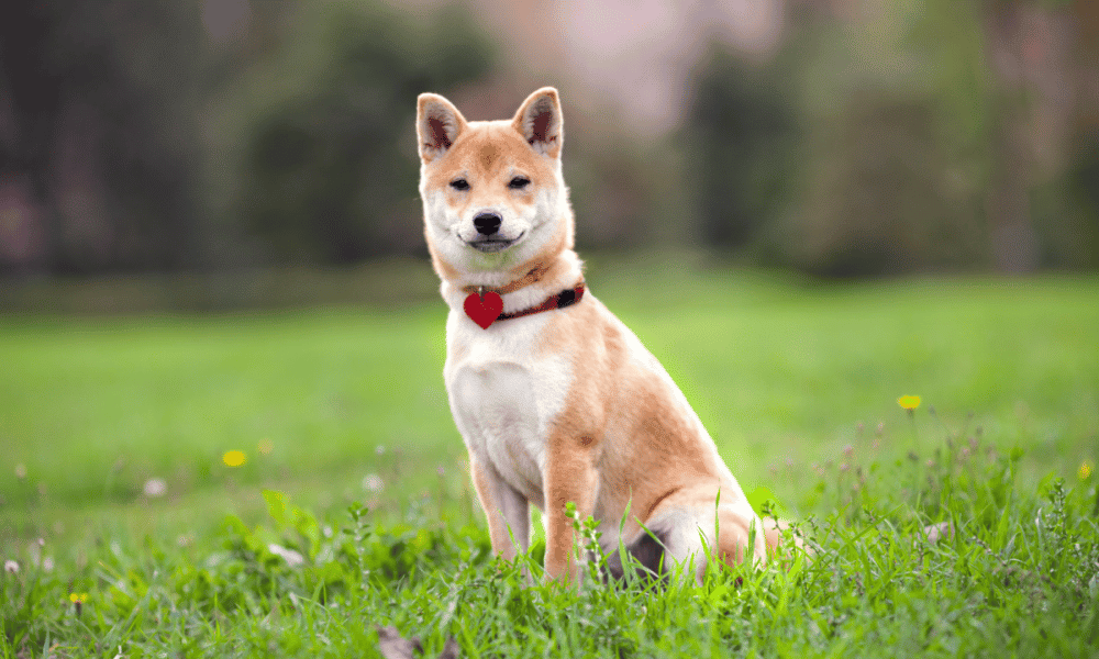 Shiba Inu: Tracing SHIB’s ability to rebound from its newly found support