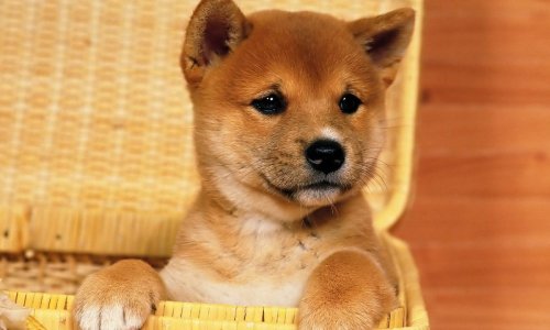 Shiba Inu’s days in the sun may be over; here’s why