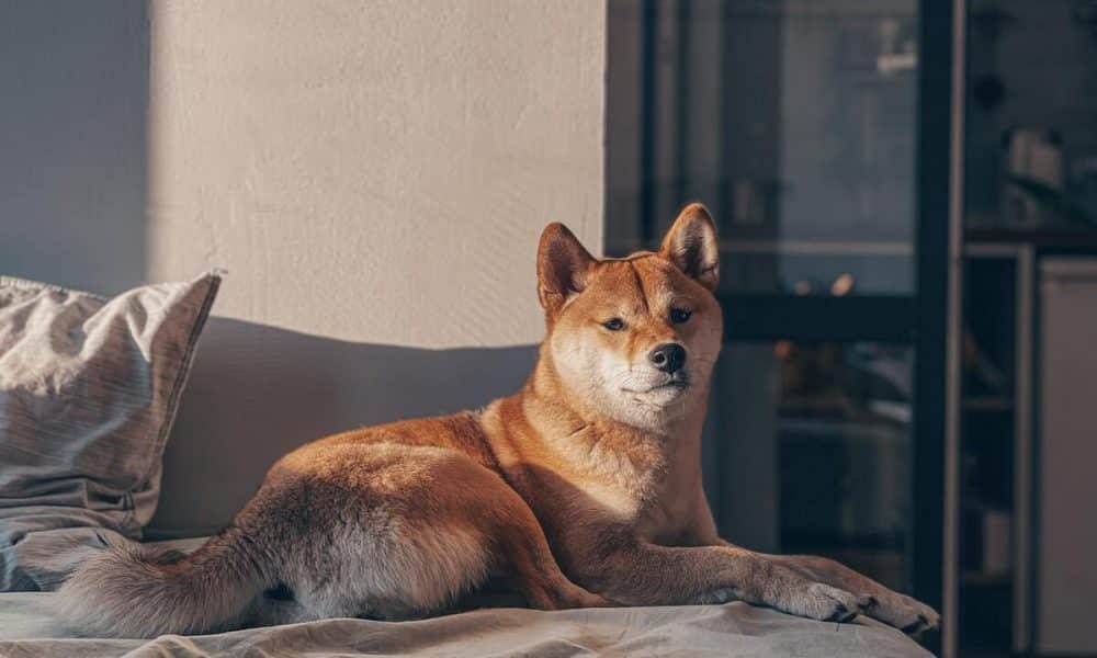 Shiba Inu gets attention from whales, but what does it mean for its price