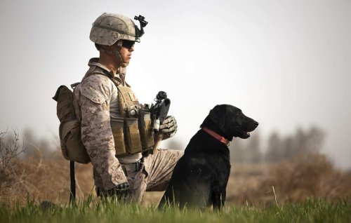 Pics: Two hero dogs recognized for supporting US troops