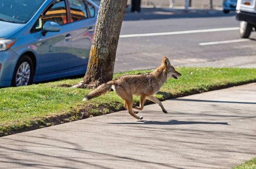 Run into a coyote? Here’s what to do (and not do)