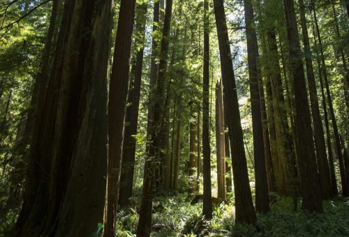 California is trying to make the world’s tallest tree invisible. Now visitors face jail, fines
