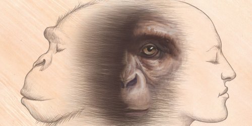 Studying Fossil Apes Key to Human Evolution Research | AMNH
