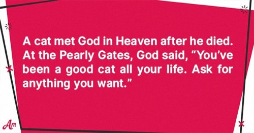 Daily Joke: A Cat Went to Heaven after Being Good All His Life
