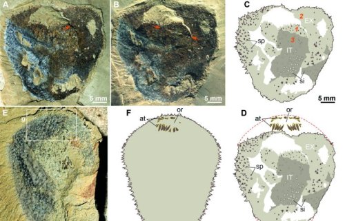 500-Million-Year Fossil Mystery Solved - Ancient Pages