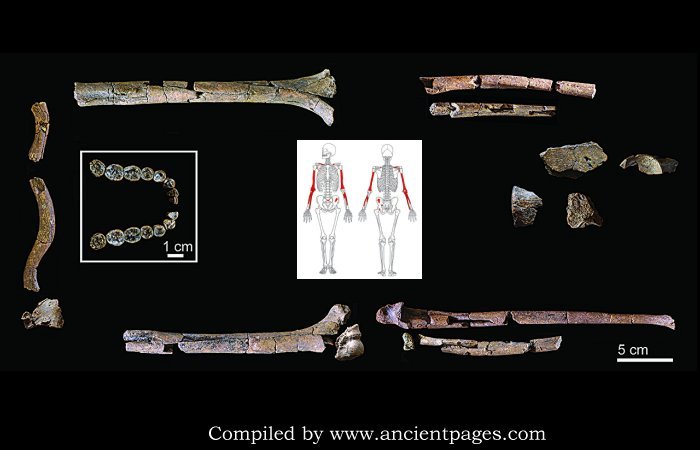 Paleontology - cover