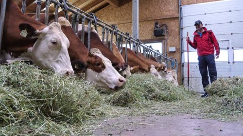 Vom Schlechtwetter überrascht: Schöne Erlebnisse beim Urlaub am Bauernhof bei Regen (Video)