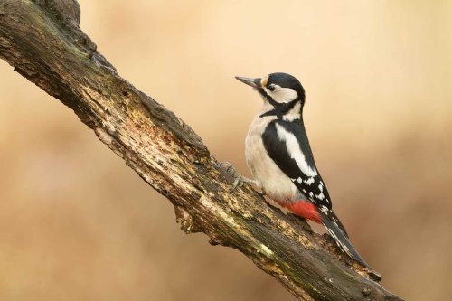 12 Most Unusual Birds You Can Spot in Oregon’s Forests