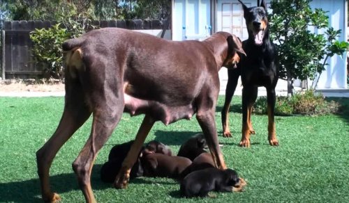 Protective Doberman Mom Shoos Dad Away From Her 7 Puppies