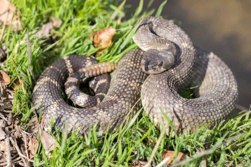 15 Most Dangerous Snakes You Should Avoid