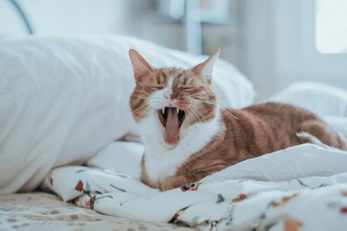 12 Myths About Cats We All Grew Up Believing
