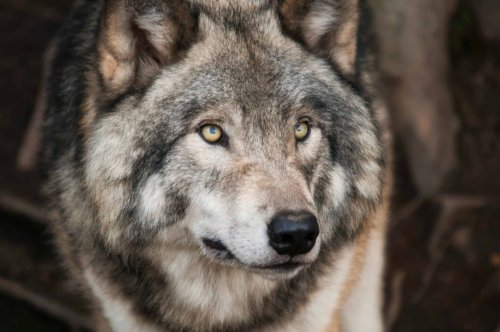 12 Predator Species Making a Comeback in America